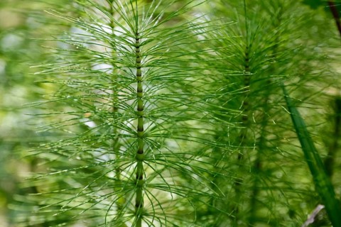 Horsetails (Equisetum), subgenus giant horsetail (Equisetum telmateia), green plants, nature,