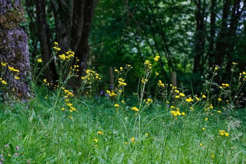 Meadow hogweed (Tragopogon pratensis), yellow flowers, wildflower, grasses, nature, meadow, Swabian