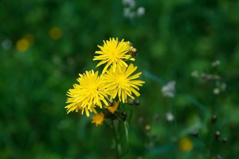 Meadow hogweed (Tragopogon pratensis), yellow flowers, wildflower, nature, meadow, Swabian Alb,