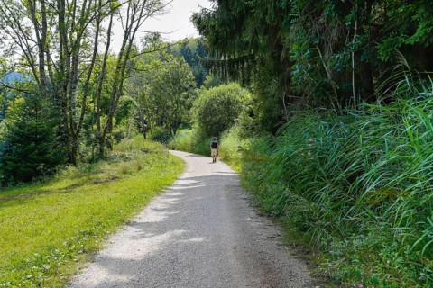 Hiking, man with rucksack, field path from Junginger Gieß, gravel path, trees, reeds, nature,