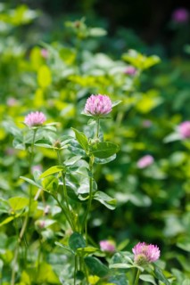Clover (Trifolium), pink flowers, green leaves, wildflower, nature, meadow, Swabian Alb,