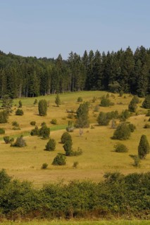 Landscape, nature, trees, meadow, juniper heath, Digelfeld near Hayingen, Swabian Alb,
