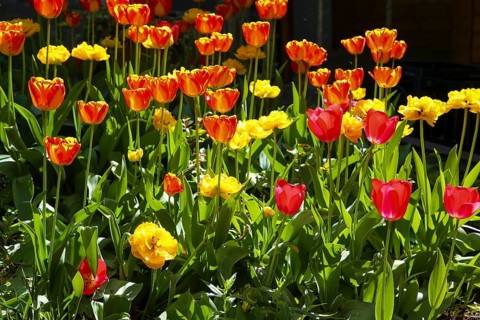 Tulips (Tulipa), red and yellow flowers, green leaves, garden, flowers, plants, bed, spring