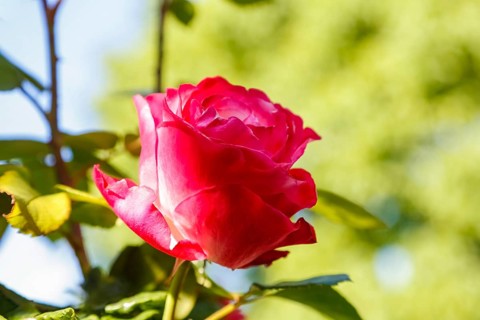 Rose (Rosa), cultivated rose, red blossom, green leaves, garden, flowers, plants, Reutlingen,