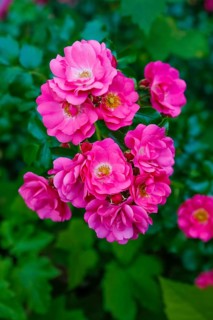 Roses (Rosa), shrub rose, bush rose, cultivated rose, pink flowers, green leaves, garden, flowers,