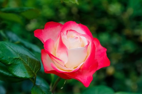 Rose (Rosa), cultivated rose, white and red blossom, green leaves, garden, flowers, plants,