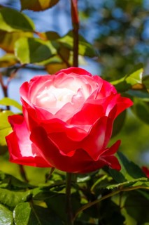 Rose (Rosa), cultivated rose, white and red blossom, green leaves, garden, flowers, plants,