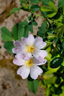 Dog rose (Rosa canina), dog rose, dog rose, heather rose, hag rose, blossoms, green leaves, garden,