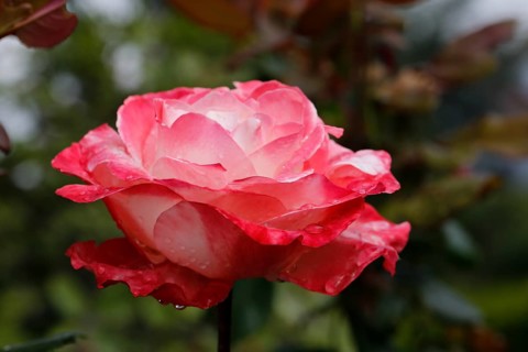 Rose (Rosa), cultivated rose, white and red blossom, leaves, garden, flowers, plants, water drop,