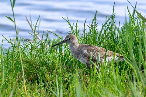 Injured common redshank (Tringa totanus) juvenile with broken wing hiding in glasswort vegetation