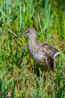 Injured common redshank (Tringa totanus) juvenile with broken wing hiding in glasswort vegetation
