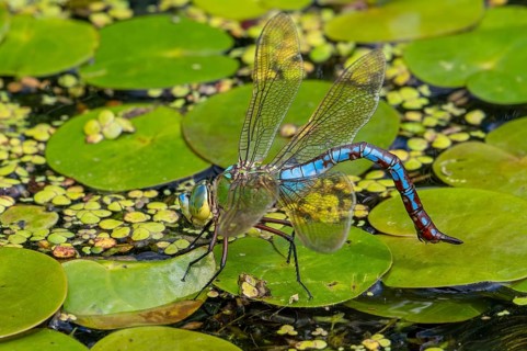 Emperor dragonfly, blue emperor (Anax imperator, Anax formosa) female with blue abdomen laying eggs
