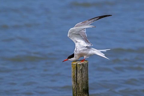 Common tern (Sterna hirundo) adult in breeding plumage perched on wooden pole and stretching wings