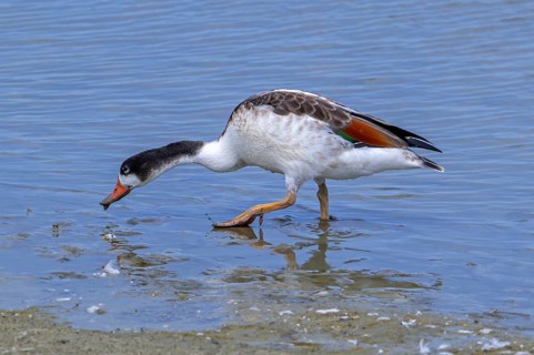 Common shelduck (Tadorna tadorna, Anas tadorna) juvenile foraging in shallow water along muddy pond
