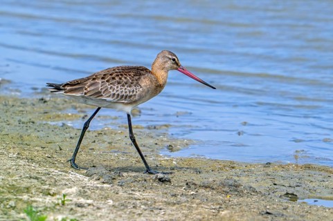 Black-tailed godwit (Limosa limosa) in breeding plumage foraging along muddy lake shore of pond in