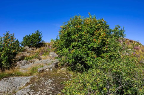 Wild mountain ash, Sorbus aucuparia, growing on granite rocks on the beach promenade of Uddevalla,
