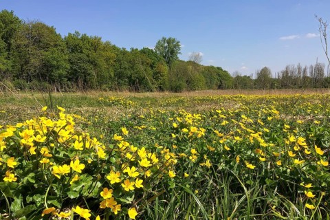 Large field with wildflowers in the foreground Buttercups, Ranunculus acris, North