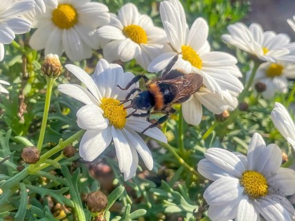 Close-up of ground bumblebee (Bombus terrestris) sitting on flower of large-flowered daisy