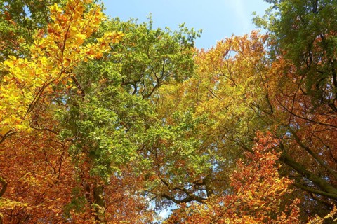 Colourful leaves Colourful leaves change colour on deciduous trees in late summer Golden autumn