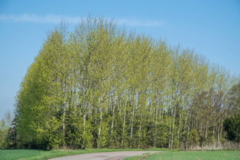 Grove during the leaf-bursting season in spring in Övraby, Skåne County, Sweden, Scandinavia