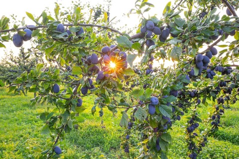 Plum tree in summer with ripe fruit and radiant sun star