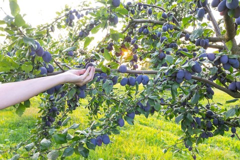 A hand reaches for a plum on a tree in summer with ripe fruit and a radiant sun star