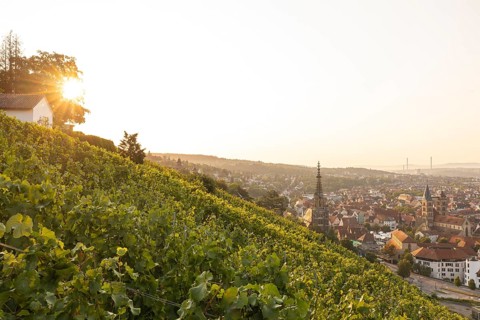 Sunrise over the vineyards of Esslingen am Neckar