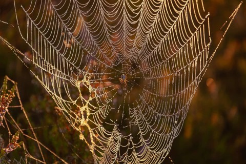 Cross spider in a dewdrop spider web with sundew in the Lüneburg Heath at sunrise