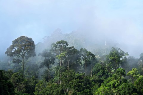 View into the cloudy rainforest, Lahad Datu, Sabah, Malaysia