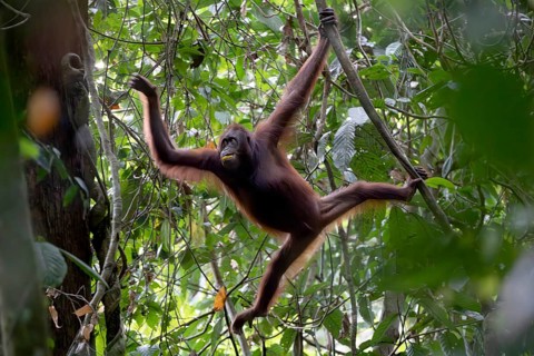 Bornean orangutan (Pongo pygmaeus), swinging from branch to branch, Lahad Datu, Sabah, Malaysia