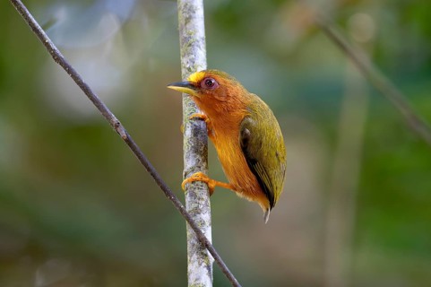 Malayan woodpecker (Sasia abnormis), Lahad Datu, Sabah, Malaysia