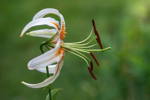 Lily blossom (Lilium Colour Dance), Emsland, Lower Saxony, Germany