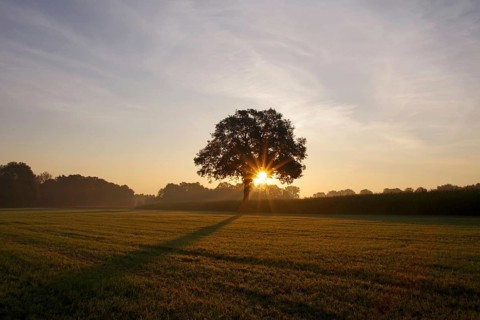 Landscape, deciduous tree, meadow, sunrise, sunbeams, light, North Rhine-Westphalia, Germany, The