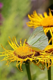 Lemon butterfly (Gonepteryx rhamny) on a yellow flower of a Great Telekie (Telekia speciosa),