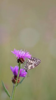 Checkerspot butterfly (Melanargia galathea) in a meadow knapweed (Centaurea jacea), underside of