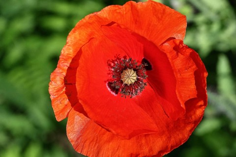 Red poppy (Papaver rhoeas), red flower in a natural garden, Wilnsdorf, North Rhine-Westphalia,