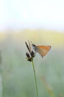 Large skipper (Ochlodes sylvanus, Augiades sylvanus), resting in the evening on a blade of grass in