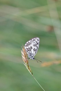 Checkerspot butterfly (Melanargia galathea) on a blade of grass, underside of wings, macro