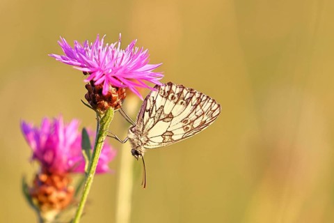 Checkerspot butterfly (Melanargia galathea) in a meadow knapweed (Centaurea jacea), underside of