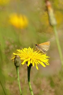 Large skipper (Ochlodes sylvanus, Augiades sylvanus), on Hieracium lachenalii in a meadow,