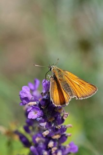 Large skipper (Ochlodes venatus), collecting nectar from a flower of Common lavender (Lavandula