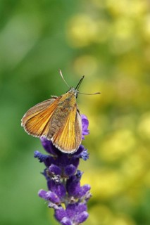 Large skipper (Ochlodes venatus), collecting nectar from a flower of Common lavender (Lavandula