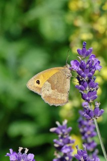 Meadow Brown (Maniola jurtina), on a lavender flower (Lavandula angustifolia), collecting nectar