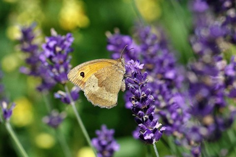 Meadow Brown (Maniola jurtina), on a lavender flower (Lavandula angustifolia), collecting nectar