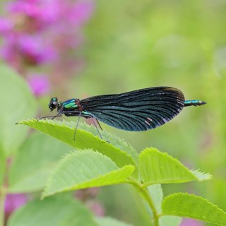 Blue-winged damselfly (Calopteryx virgo), male, on a leaf at a garden pond, close-up, Wilnsdorf,