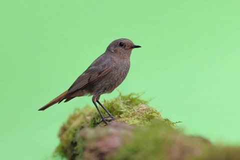 Black redstart (Phoenicurus ochruros), female on a moss-covered tree stump in a garden, Wilnsdorf,