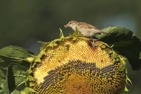 House sparrow (Passer domesticus) fledgling eating ripe seeds on a sunflower (Helianthus annuus)