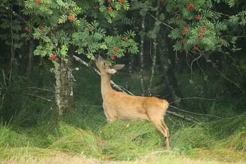 Roe deer (Capreolus capreolus) doe nibbling leaves and red berries of rowan (Sorbus aucuparia)
