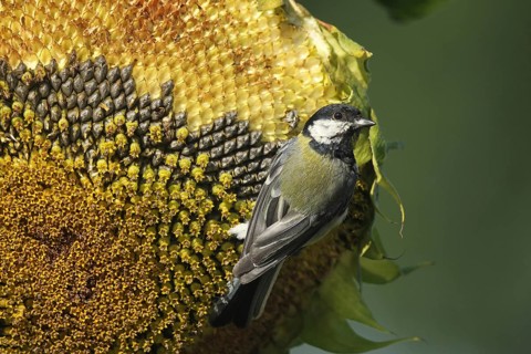 Great tit (Parus major) on the ripe seeds of a sunflower (Helianthus annuus) Allgäu, Bavaria,