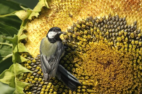 Coal tit (Parus major) pecks the ripe grains of a sunflower (Helianthus annuus) Allgäu, Bavaria,